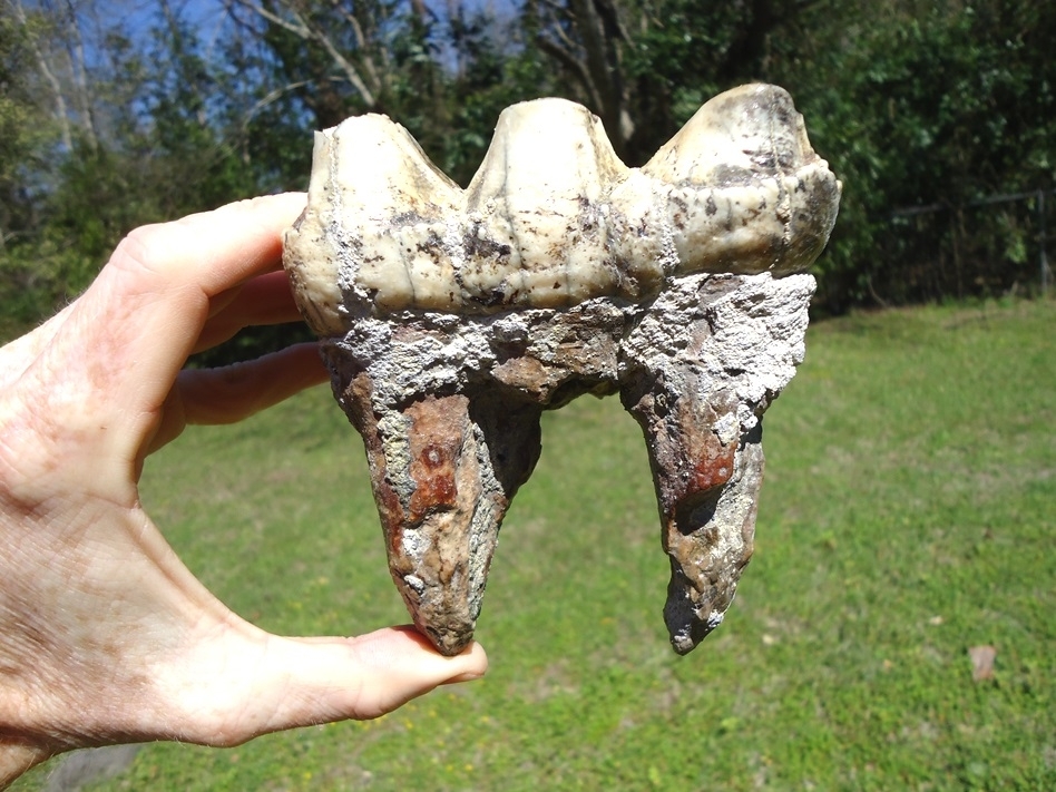 Large image 7 Unique Mottled White & Black Mastodon Tooth