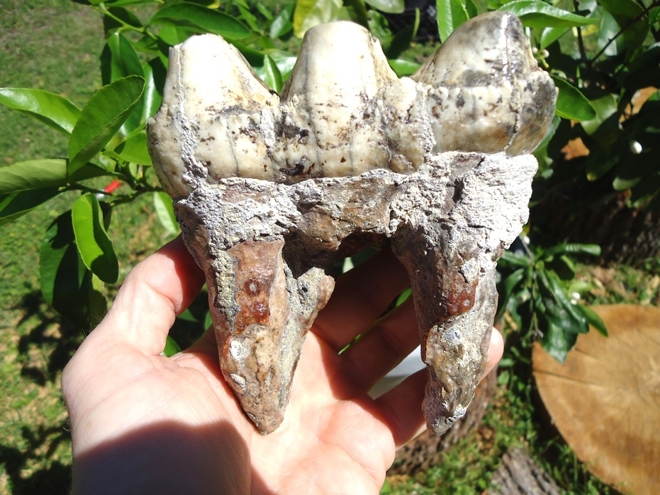 Large image 8 Unique Mottled White & Black Mastodon Tooth