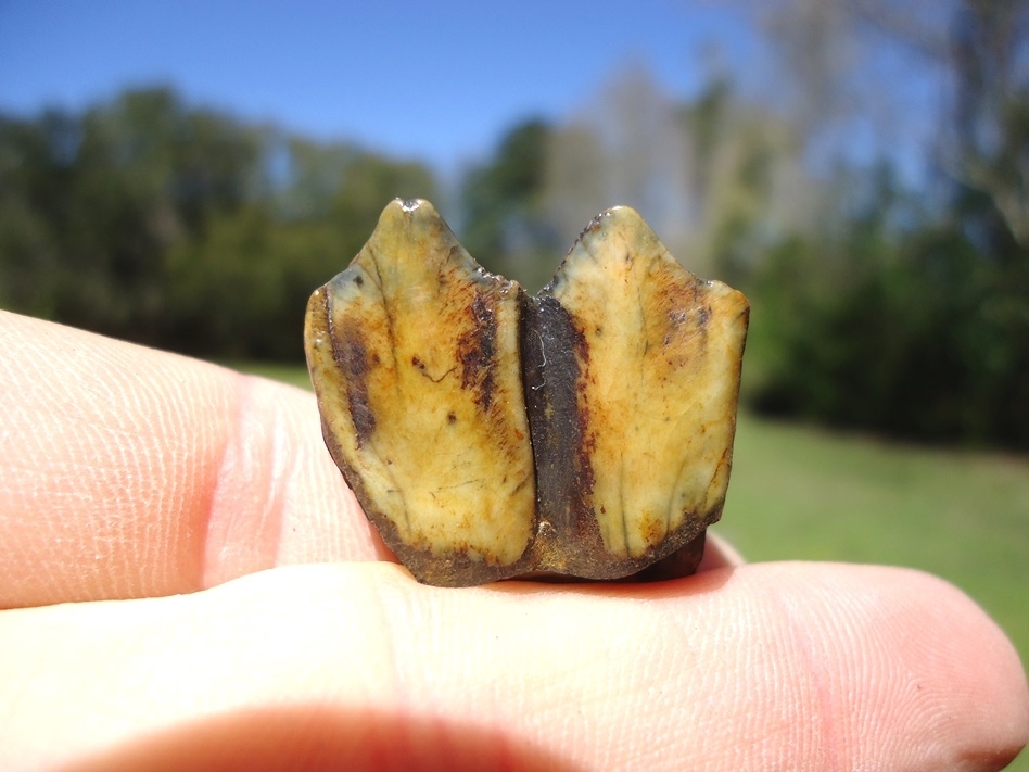 Large image 1 Super Colorful Llama Tooth