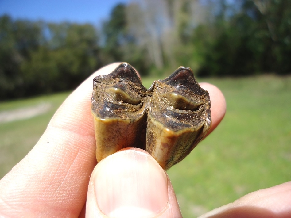Large image 2 Super Colorful Llama Tooth