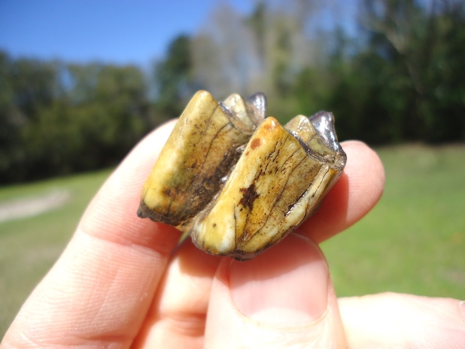 Large image 3 Super Colorful Llama Tooth