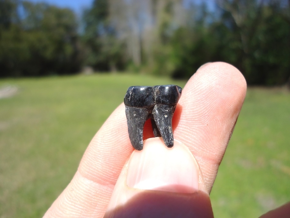 Large image 1 Top Quality Rooted Peccary Molar