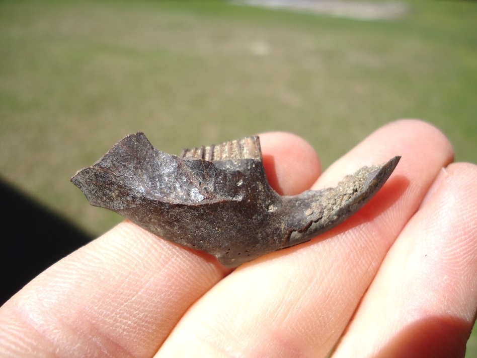 Large image 1 Exceptional Muskrat Mandible with Three Teeth
