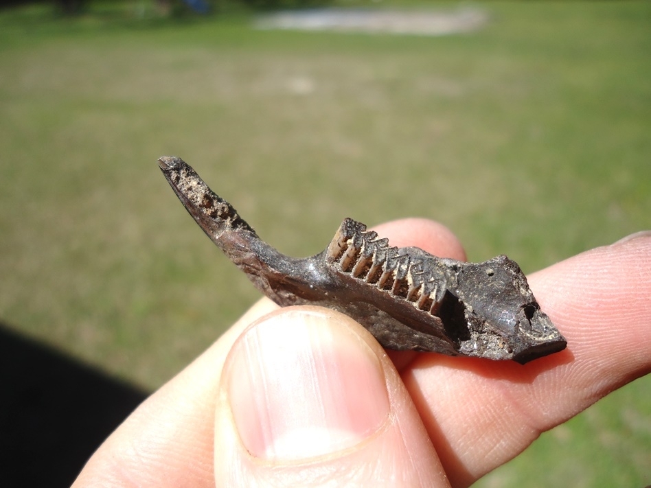 Large image 2 Exceptional Muskrat Mandible with Three Teeth