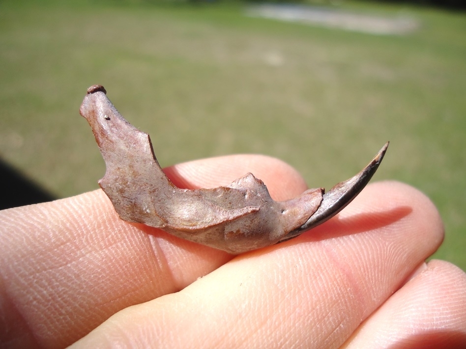 Large image 1 Uncommon Round-Tailed Muskrat Mandible