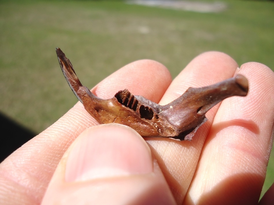Large image 2 Uncommon Round-Tailed Muskrat Mandible