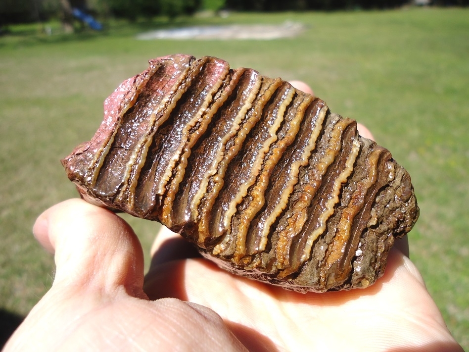 Large image 2 Gorgeous Pink Algae Stained Juvenile Mammoth Tooth