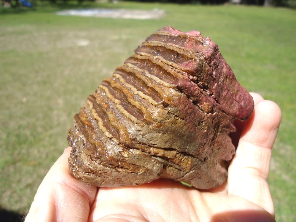 Large image 3 Gorgeous Pink Algae Stained Juvenile Mammoth Tooth