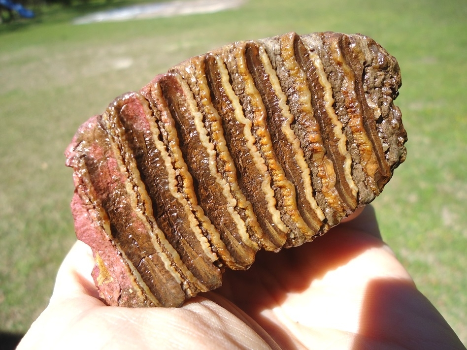 Large image 4 Gorgeous Pink Algae Stained Juvenile Mammoth Tooth