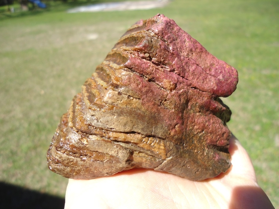 Large image 5 Gorgeous Pink Algae Stained Juvenile Mammoth Tooth