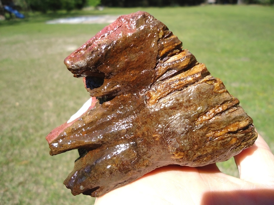 Large image 6 Gorgeous Pink Algae Stained Juvenile Mammoth Tooth