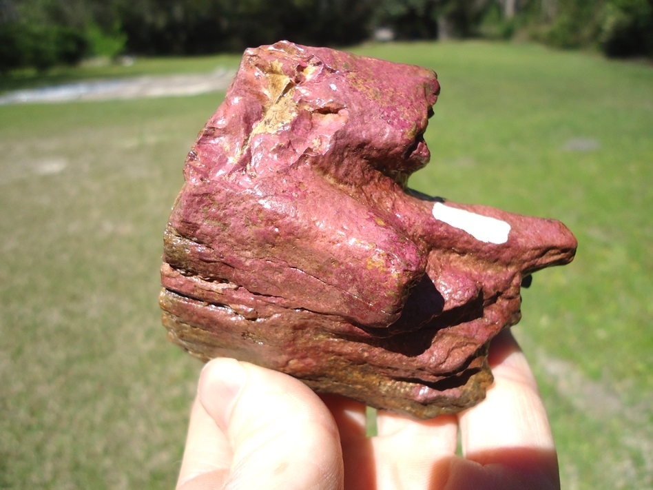 Large image 7 Gorgeous Pink Algae Stained Juvenile Mammoth Tooth