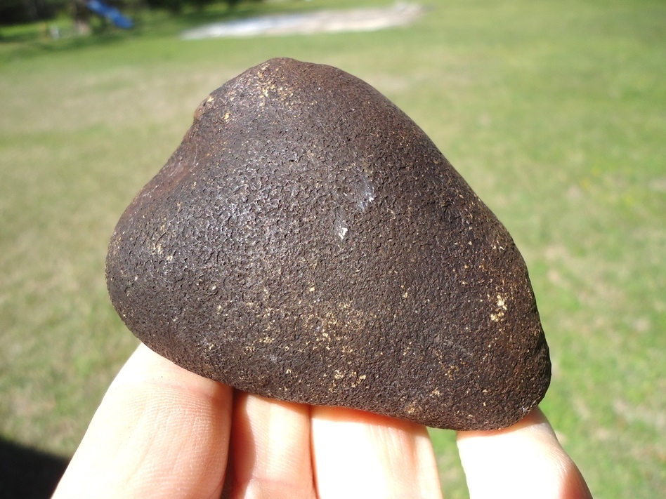 Large image 1 Rare Archaeocete Whale Bulla