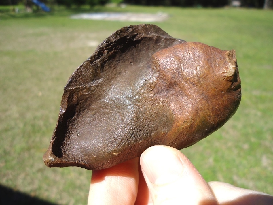 Large image 2 Rare Archaeocete Whale Bulla