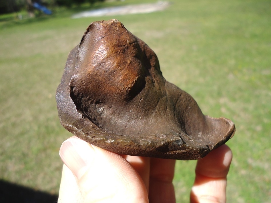 Large image 3 Rare Archaeocete Whale Bulla