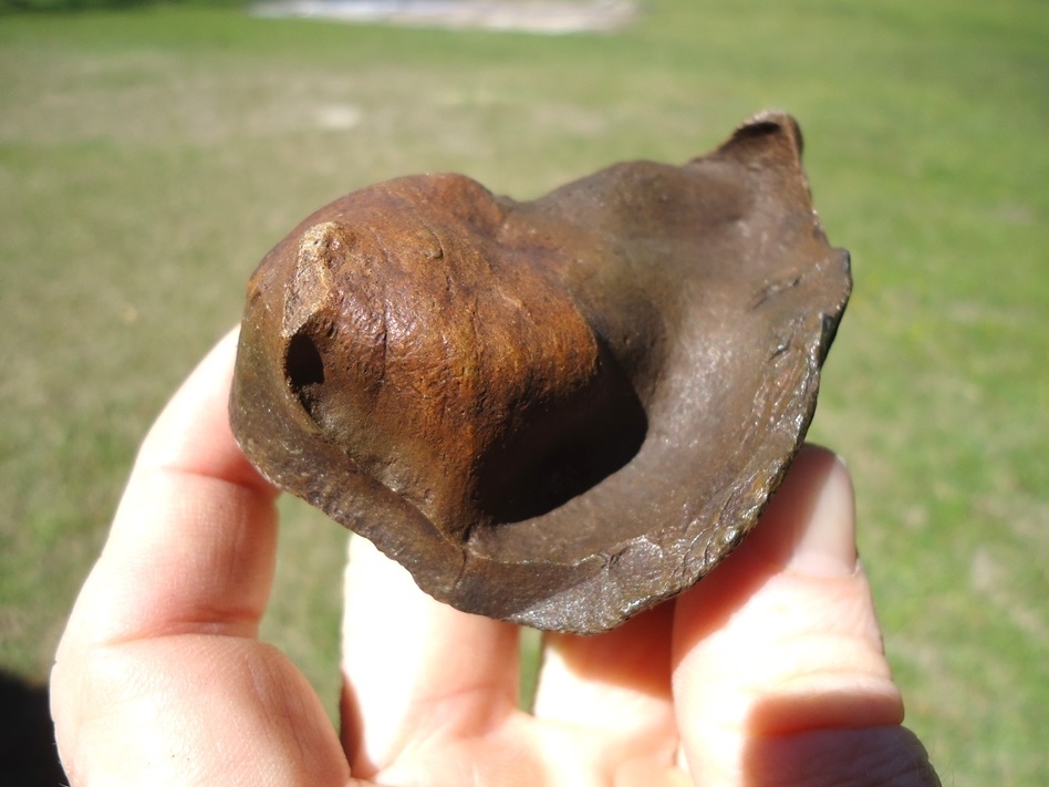 Large image 4 Rare Archaeocete Whale Bulla