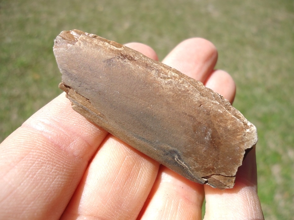 Large image 1 Bargain Section of Juvenile Mastodon Tusk