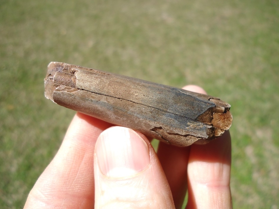 Large image 2 Bargain Section of Juvenile Mastodon Tusk