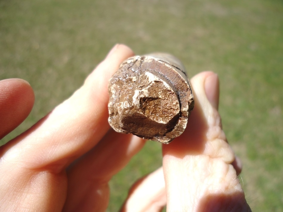 Large image 3 Bargain Section of Juvenile Mastodon Tusk