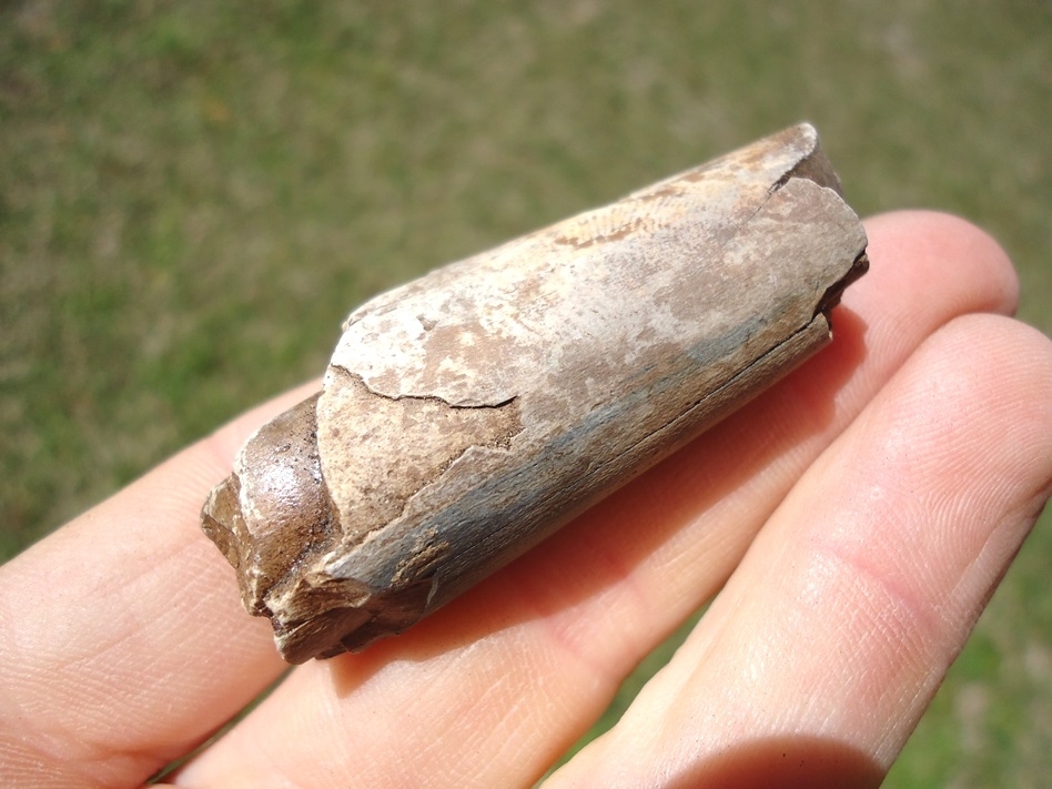 Large image 4 Bargain Section of Juvenile Mastodon Tusk
