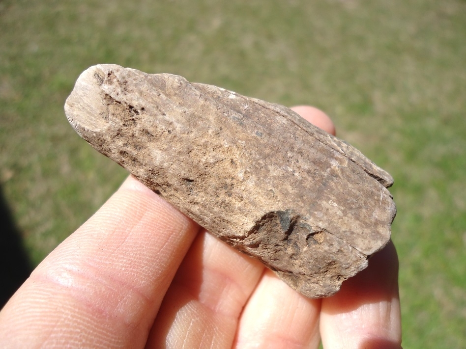 Large image 1 Bargain Section of Juvenile Mastodon Tusk