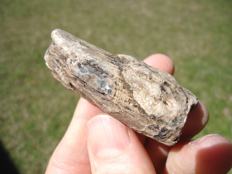 Large image 3 Bargain Section of Juvenile Mastodon Tusk
