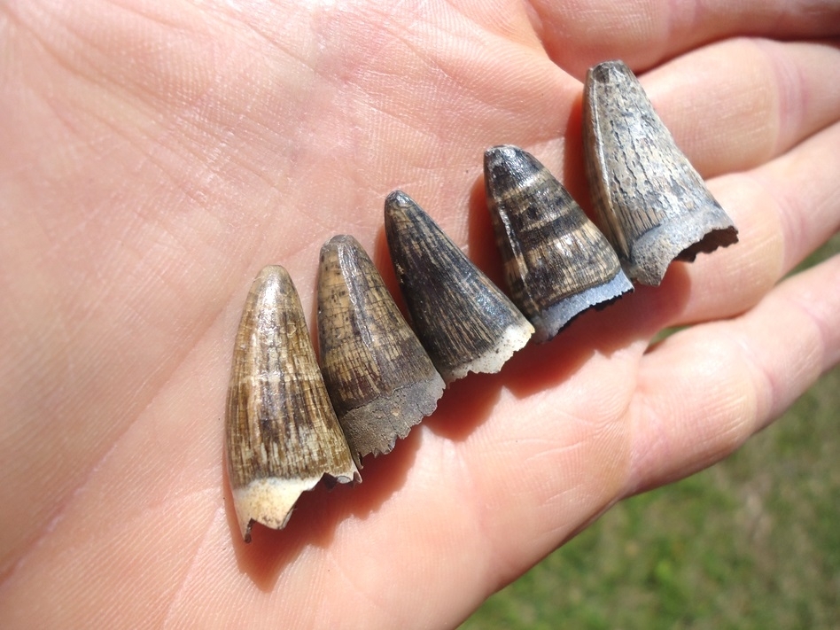 Large image 1 Five Super Attractive Alligator Teeth