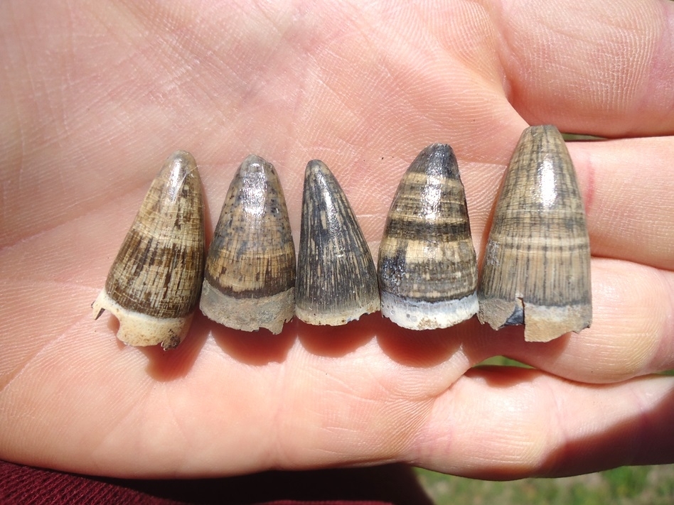 Large image 2 Five Super Attractive Alligator Teeth