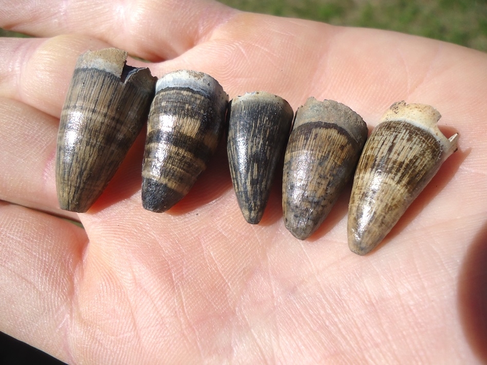 Large image 3 Five Super Attractive Alligator Teeth