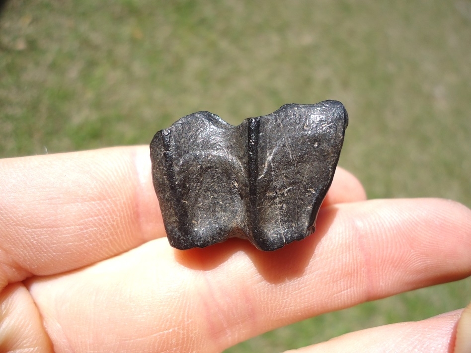 Large image 1 Bargain Three Toed Horse Molar