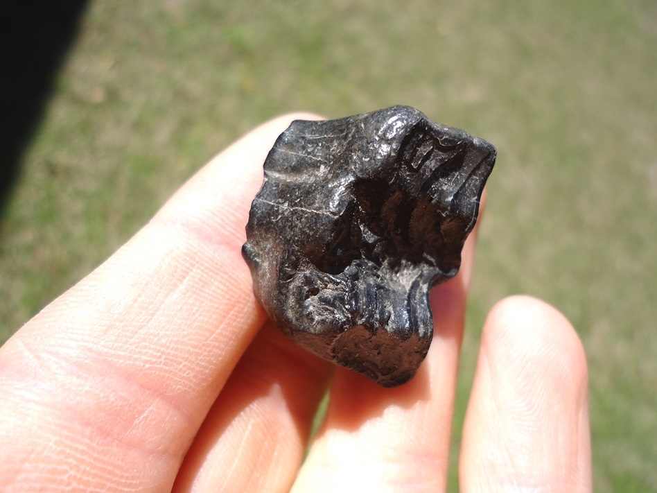Large image 2 Bargain Three Toed Horse Molar