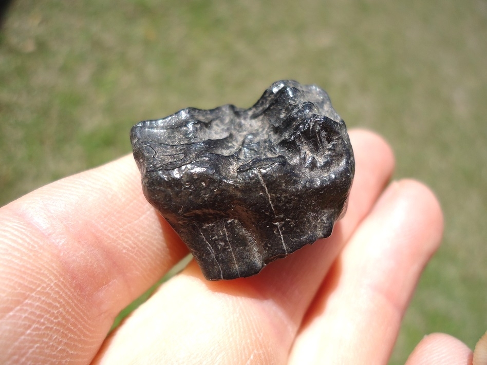 Large image 3 Bargain Three Toed Horse Molar