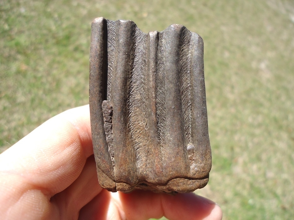 Large image 1 Excellent Bison Molar