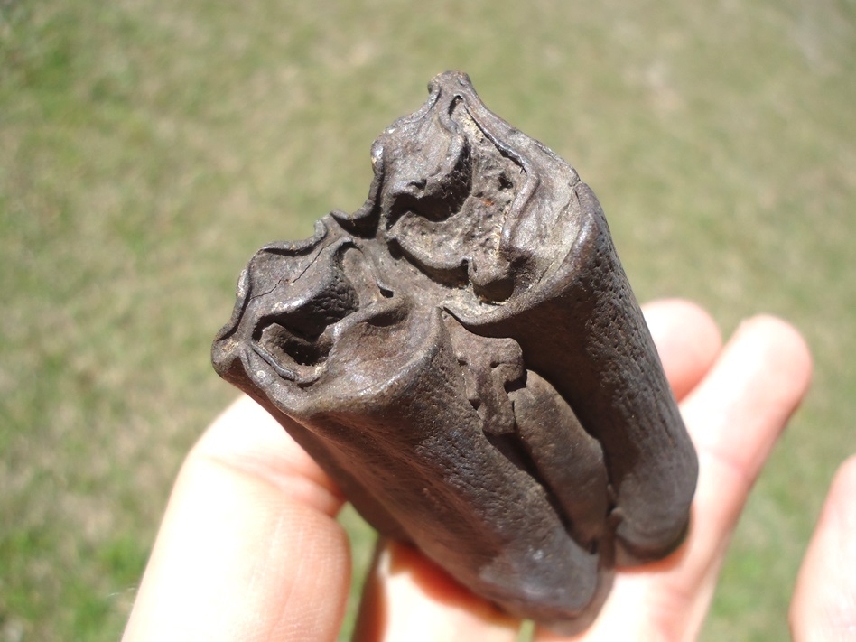 Large image 2 Excellent Bison Molar