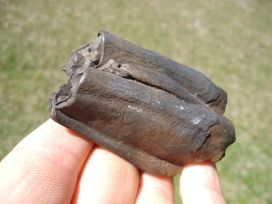Large image 3 Excellent Bison Molar