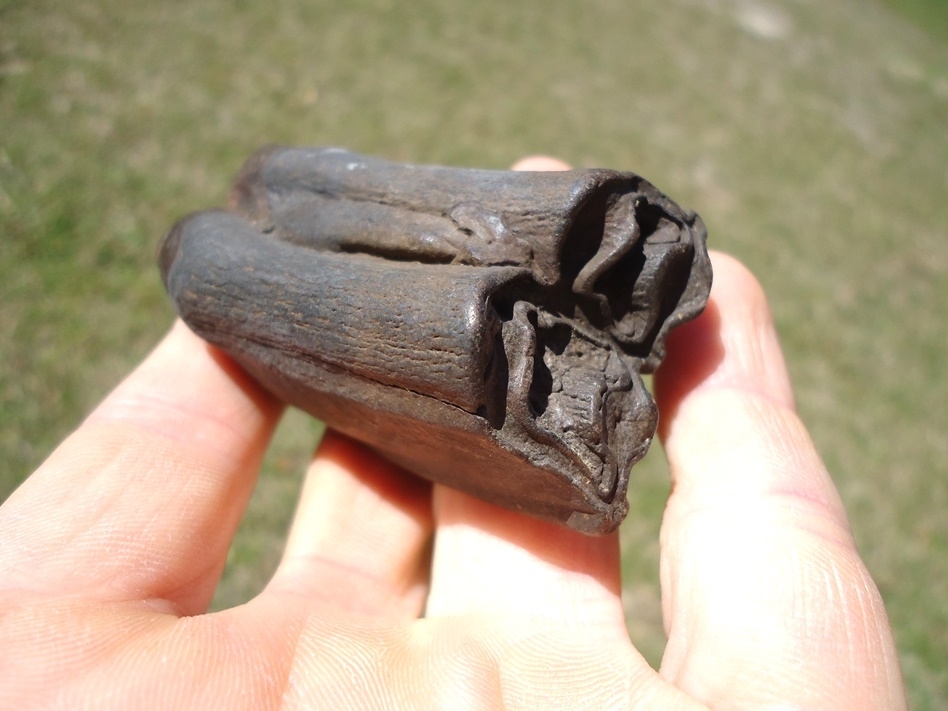 Large image 4 Excellent Bison Molar