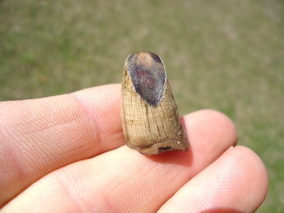 Large image 1 Alligator Tooth with Unique Wear Pattern
