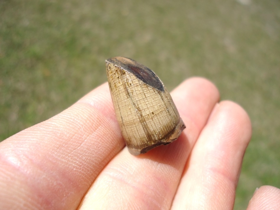 Large image 2 Alligator Tooth with Unique Wear Pattern