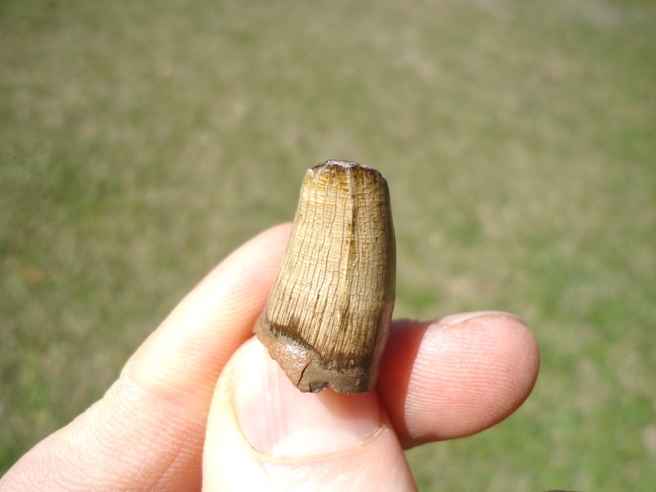 Large image 3 Alligator Tooth with Unique Wear Pattern