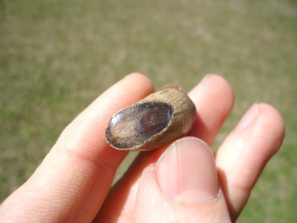Large image 4 Alligator Tooth with Unique Wear Pattern
