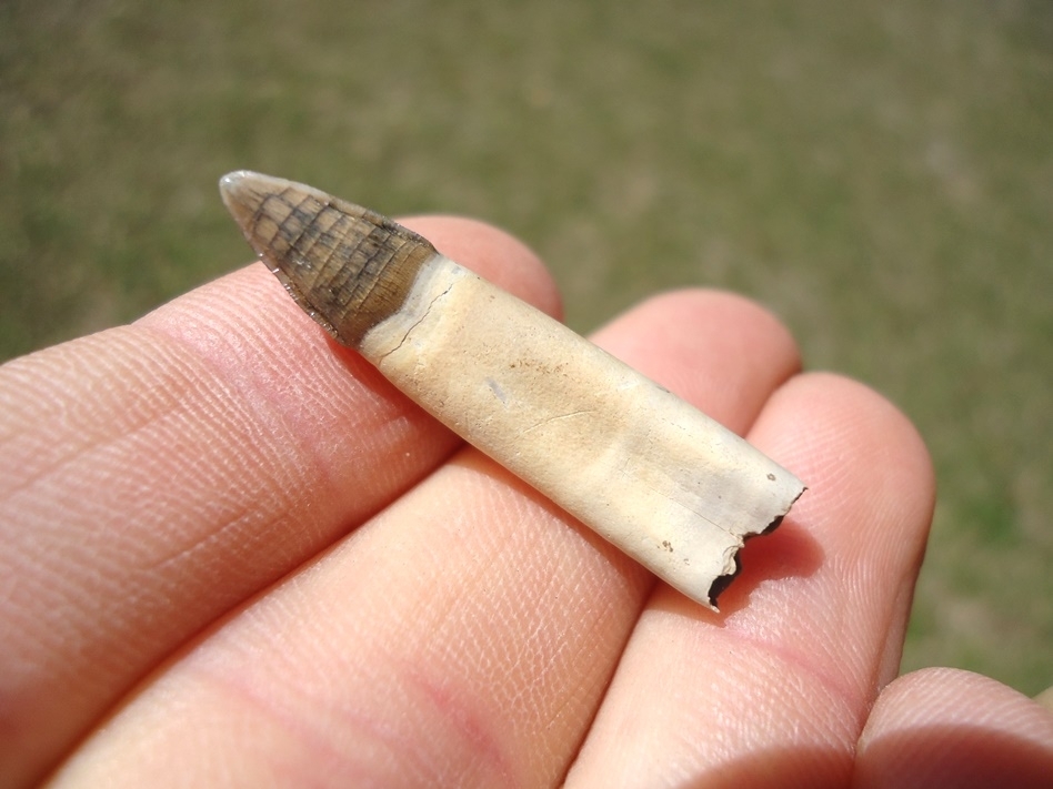 Large image 1 World Class Fully Rooted Alligator Tooth