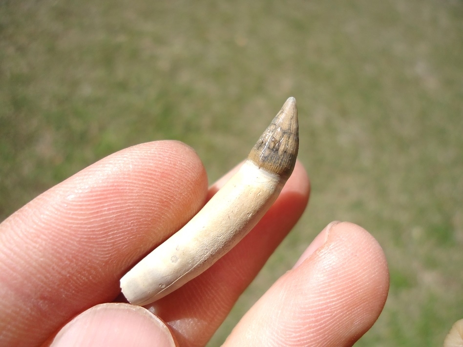 Large image 2 World Class Fully Rooted Alligator Tooth