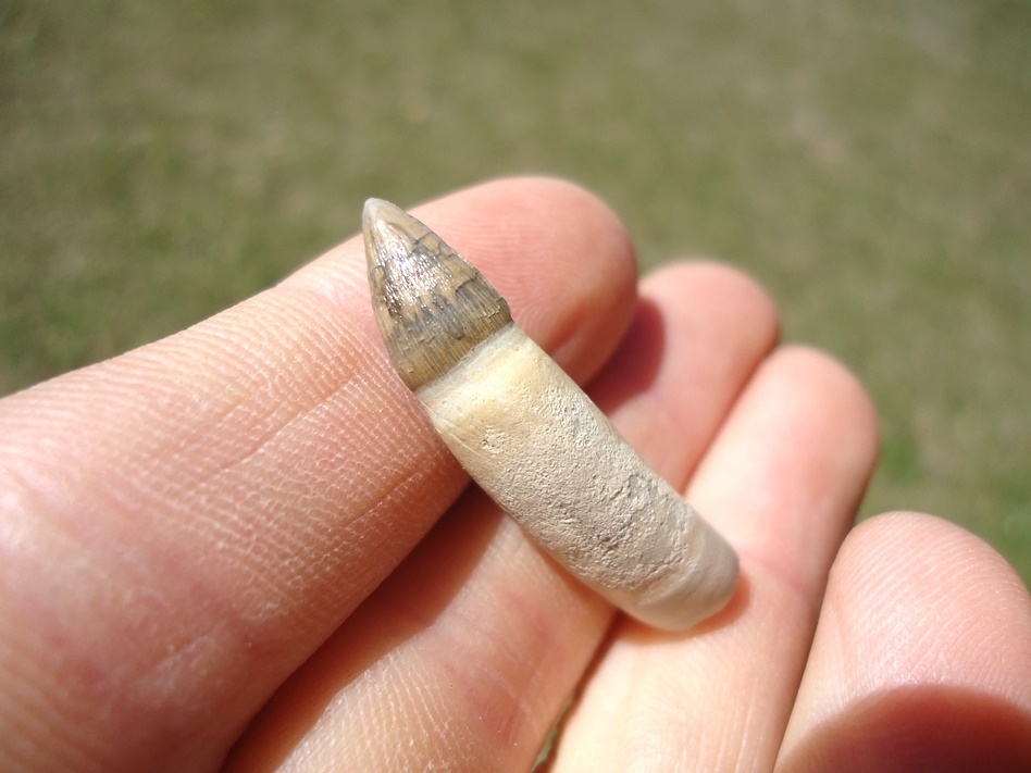 Large image 3 World Class Fully Rooted Alligator Tooth