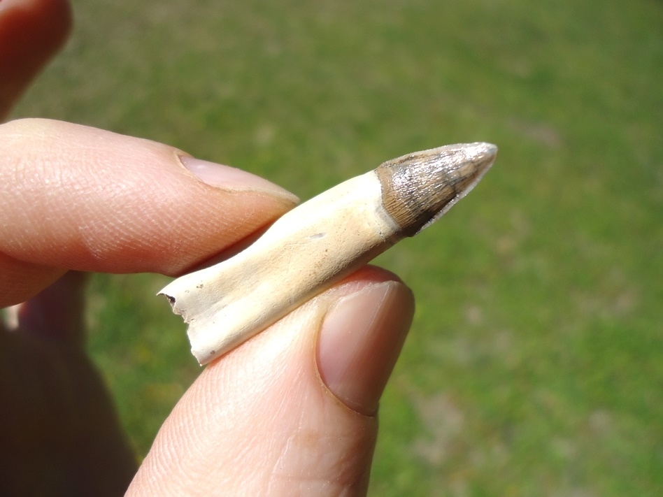Large image 4 World Class Fully Rooted Alligator Tooth