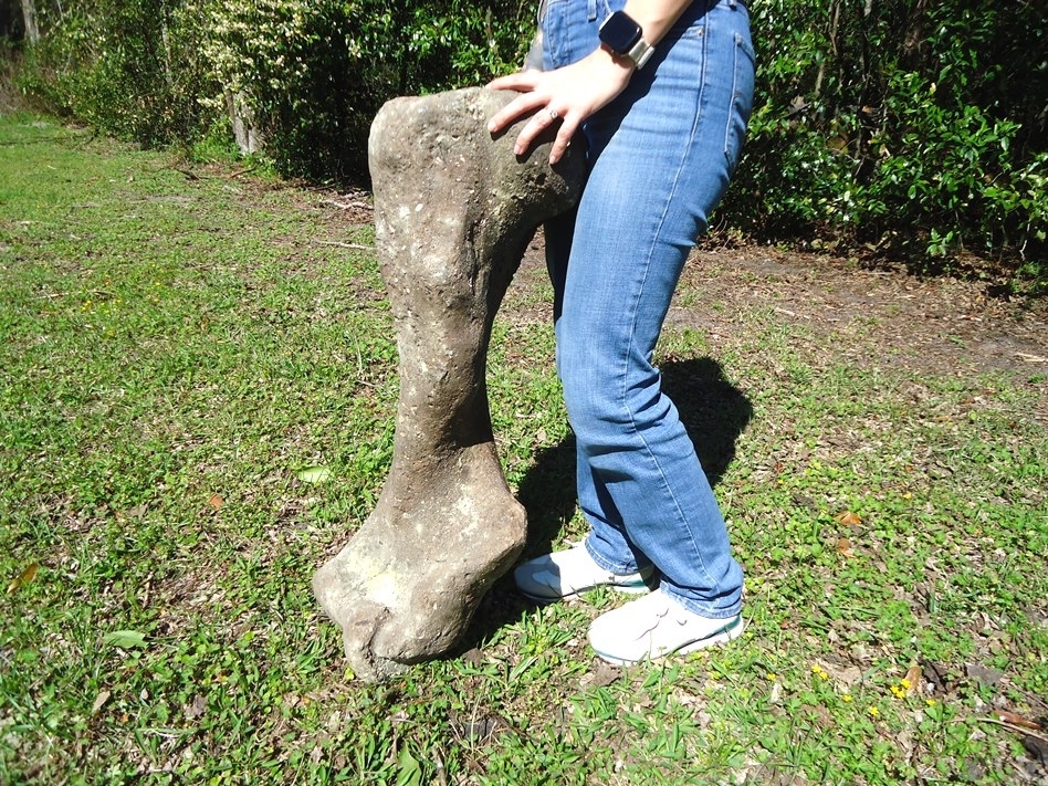 Large image 2 One-Of-A-Kind Complete Mastodon Humerus