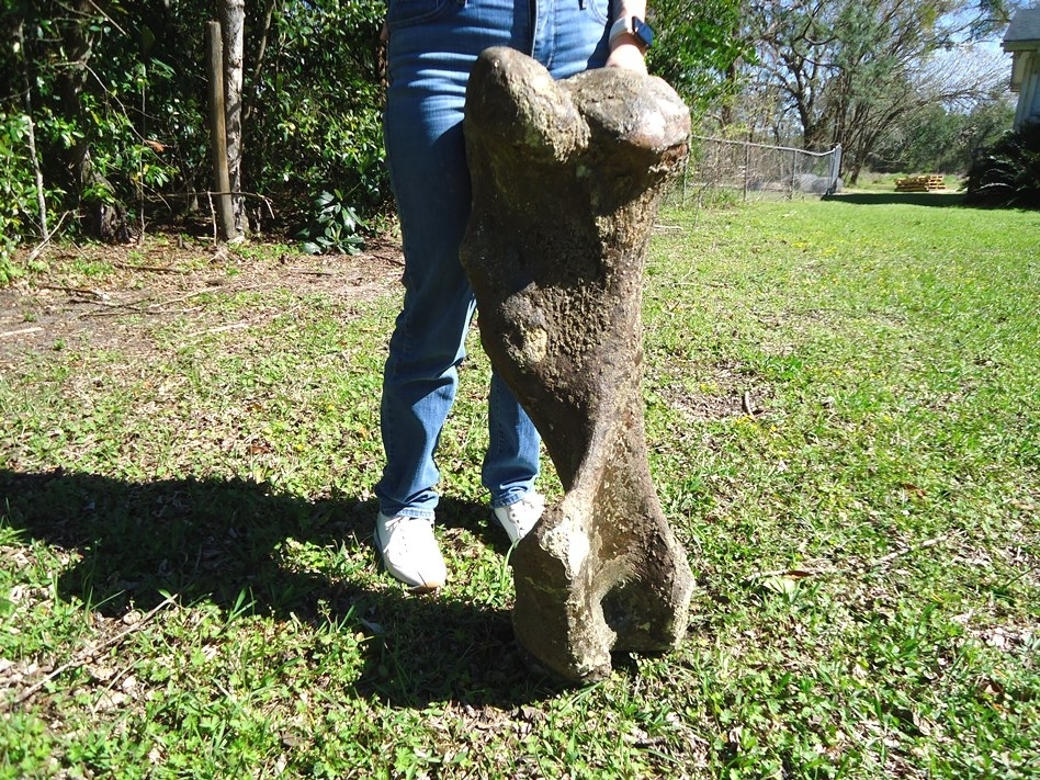 Large image 3 One-Of-A-Kind Complete Mastodon Humerus