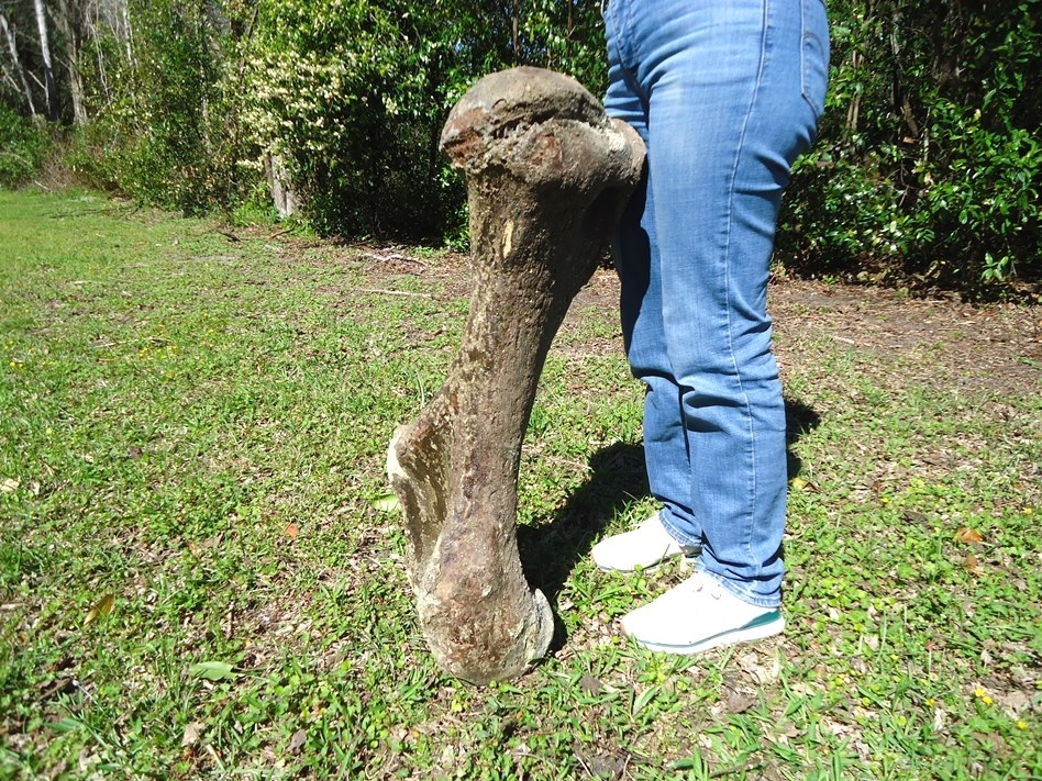 Large image 4 One-Of-A-Kind Complete Mastodon Humerus