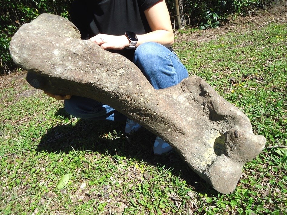 Large image 5 One-Of-A-Kind Complete Mastodon Humerus