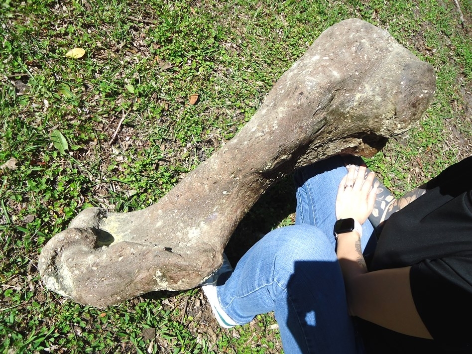 Large image 6 One-Of-A-Kind Complete Mastodon Humerus