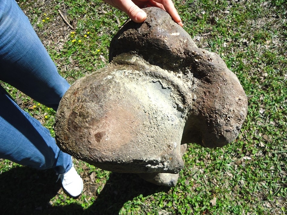 Large image 7 One-Of-A-Kind Complete Mastodon Humerus